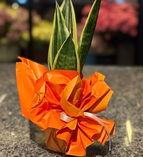 paşa kılıcı, sansevieria, saksı çiçeği