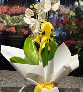 beyaz orkide, 2 dallı orkide, şık saksı çiçeği