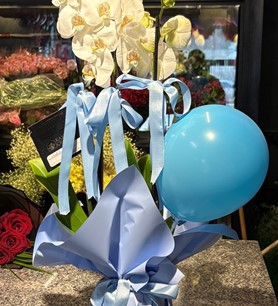 beyaz orkide, erkek bebek çiçeği, balonlu orkide