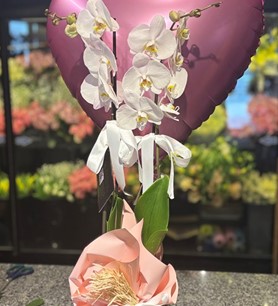 beyaz orkide, 2 dallı orkide, orkide ve balon