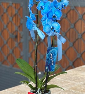 2 Dallı İthal Mavi Orkide Dekoratif Saksı