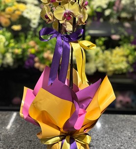 sarı orkide, ithal orkide, kayseri çiçek evi