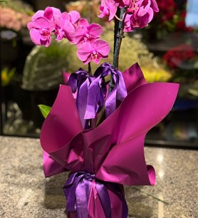 mor orkide, 2 dallı orkide, şık saksı çiçeği