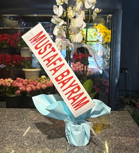 2li Beyaz Orkide Açılış Düğün