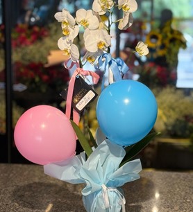 2li Beyaz Orkide İkiz Bebek 