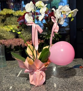 2li Beyaz Orkide Pembe Balonlu
