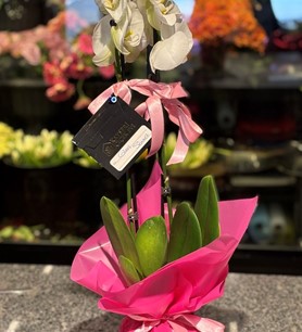 İthal 2li Beyaz Orkide