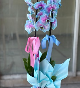2li Gökkuşağı Orkide