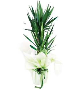 Yucca Dracena 2 Köklü