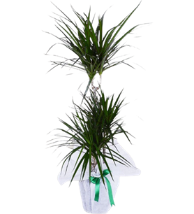 3 Köklü Dracena Marginata