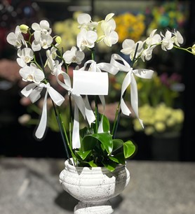 4 Dallı Beyaz Orkide Vazoda