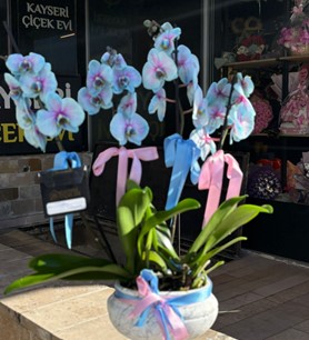 gökkuşağı orkide, vazoda orkide, Kayseri çiçekçi