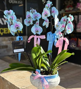 gökkuşağı orkide, vazoda orkide, Kayseri çiçekçi