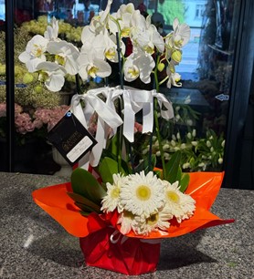 4 Dallı Orkide Aranjmanı