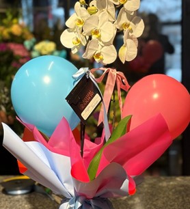 İkiz bebek çiçeği, çift dal beyaz orkide, hoş geldin bebek o