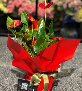 Kırmızı Antoryum, Flamingo Çiçeği, Anthurium Andreanum, saks