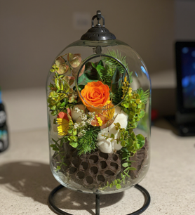 Turuncu solmayan gül, askılı fanus çiçek, şoklanmış turuncu 