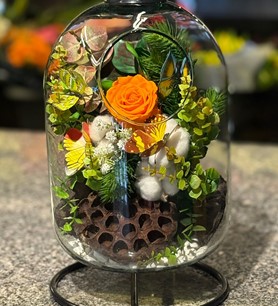 Turuncu solmayan gül, askılı fanus çiçek, şoklanmış turuncu 