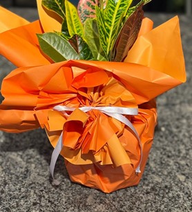 kraton çiçeği, codiaeum, saksı çiçeği