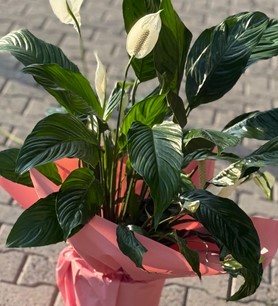 Spatfilyum Sweet Benito, Barış Çiçeği, Concorde Orchids, hav