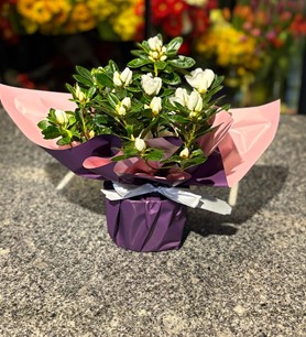 Beyaz Açelya, Rhodo Si V Gem, Peter Adriaenssens Açelya, 3 s