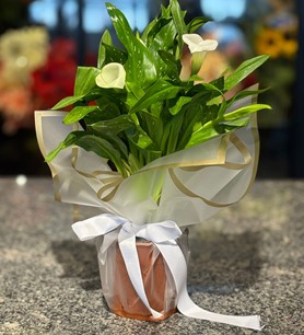 Beyaz Gala Saksı Çiçeği