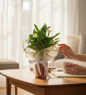 Beyaz Gala çiçeği  Saksı bitkisi  Dekoratif çiçek