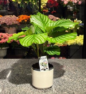Beyaz Saksıda Calathea Orbifolia