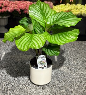 Beyaz Saksıda Calathea Orbifolia