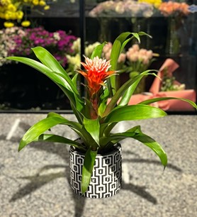 Beyaz Tepeli Guzmanya Çiçeği