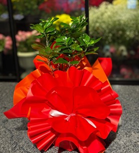 Bonsai Saksı Çiçeği