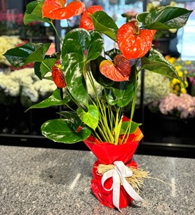 Büyük Boy Antoryum Saksı Çiçeği