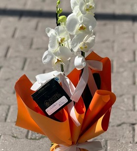 çift dallı orkide, beyaz orkide siparişi, canlı orkide fiyat
