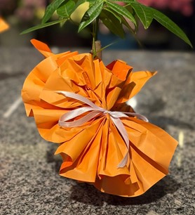 Para Ağacı Pachira