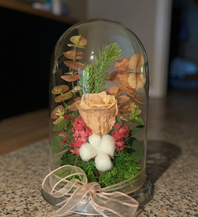 Krem solmayan gül, fanusta gül fiyat, şoklanmış krem gül, ca