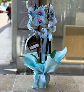 Çift Dallı Gökkuşağı Orkide