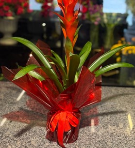 Kırmızı Guzmanya, Guzmanya Ostara, JungleStar Bromelia, Trop