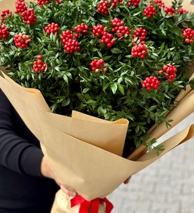 xxl kokina buketi, jumbo kokina, kayseri kokina