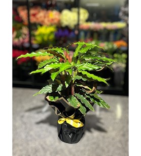 Calathea Rufibarba (Dua Çiçeği)