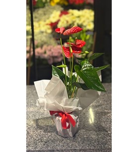 Antoryum saksı çiçeği, canlı kırmızı çiçek, salon bitkileri,