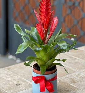 Kırmızı Virezya Saksı Çiçeği Dekoratif Saksıda