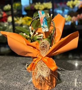 Madagaskar Yasemini, Stephanotis floribunda, Steph Fl Ov, po