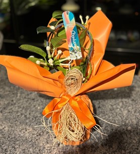 Madagaskar Yasemini, Stephanotis floribunda, Steph Fl Ov, po