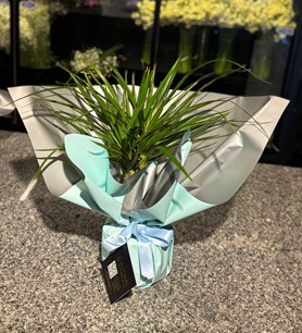 Marginata Saksı Çiçeği