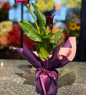 Mor Gala Saksı Çiçeği
