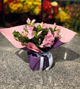 Pembe Açelya, Rhodo Si V Gem, Peter Adriaenssens Açelya, 3 s