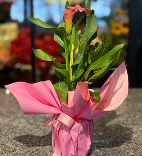 Pembe Gala Saksı Çiçeği