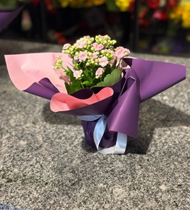 Pembe Kalanşo Çiçeği