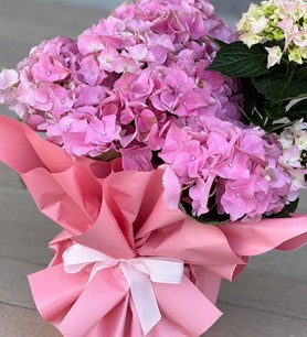 Pembe ortanca fiyat, saksıda ortanca bakımı, canlı ortanca s