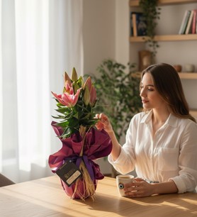 Mor Lilyum  Saksıda çiçek  Dekoratif lilyum